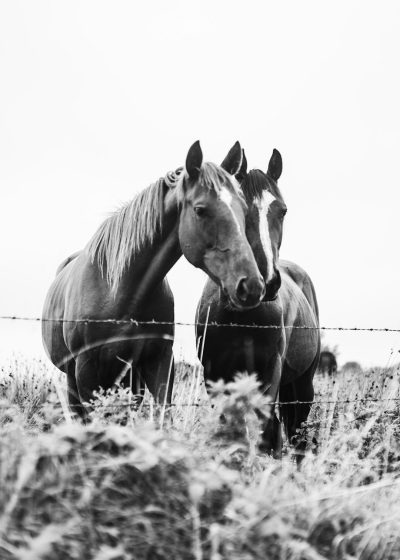 Two horses in the field, black and white photography, minimalist style, countryside landscape, barbed wire fence, grassy meadow, clear sky, soft focus on background, natural lighting, closeup shot of horse heads touching each other's necks, tranquil mood. --ar 91:128