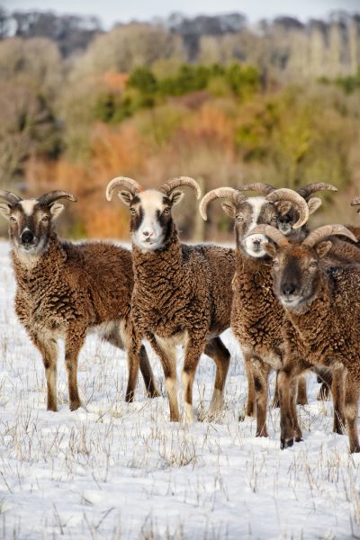 group of funny chrisalum rams in winter landscape, award winning wildlife photography in the style of different artists.