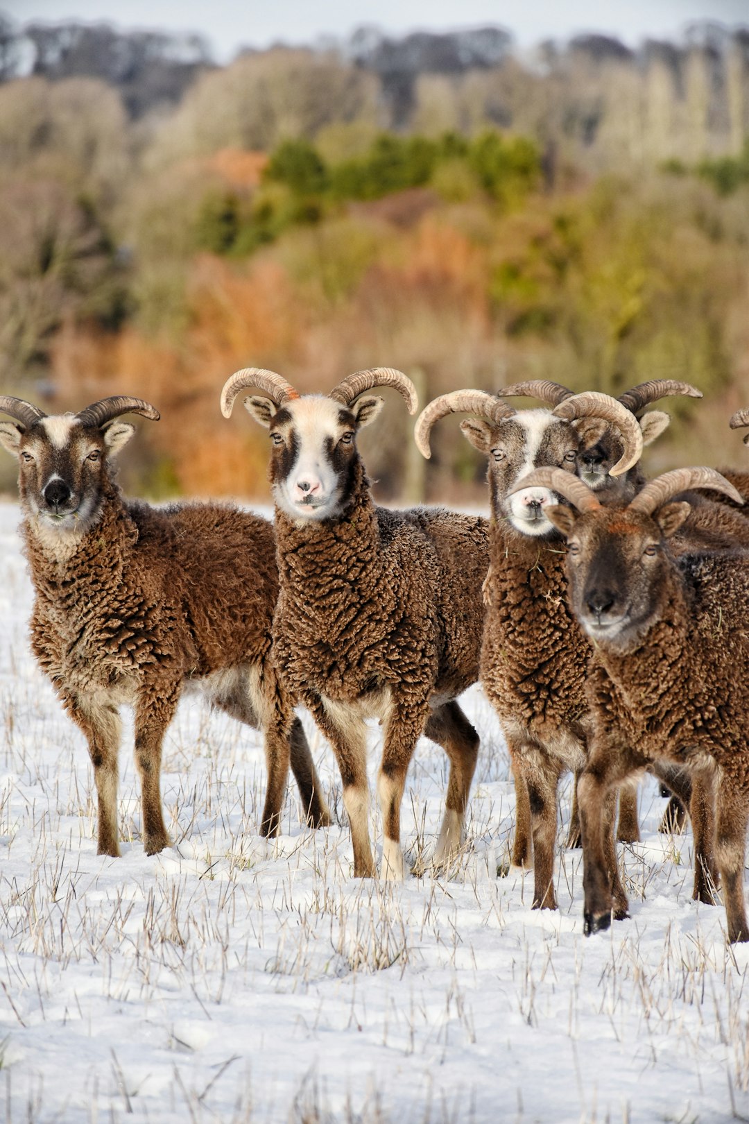 group of funny chrisalum rams in winter landscape, award winning wildlife photography in the style of different artists.