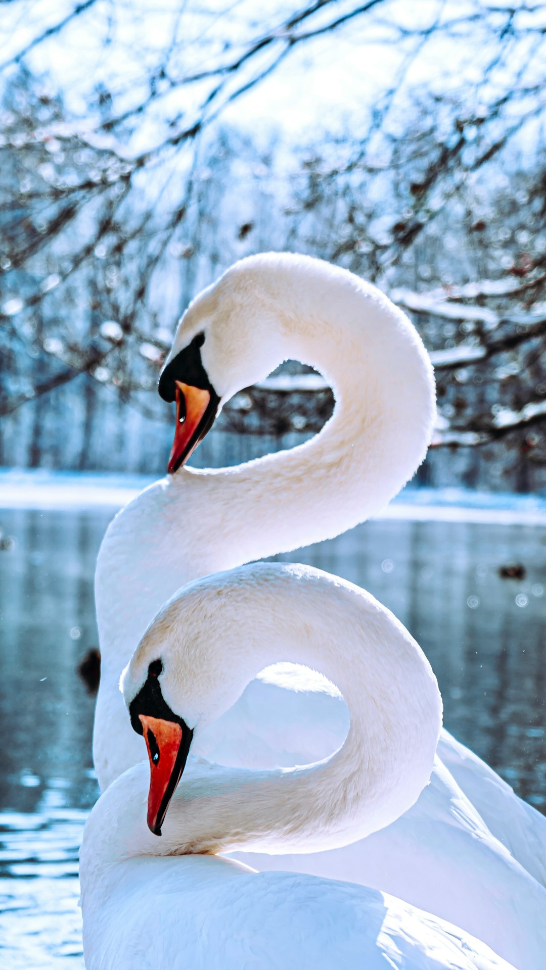 In the snowy winter, two white swans in love stand by each other on the lake shore, their necks entwined to form an S shape. The background is covered with snow and trees, creating a beautiful natural scenery. High definition photography photos, high resolution details, high quality images, professional photography style, high detail. –ar 9:16