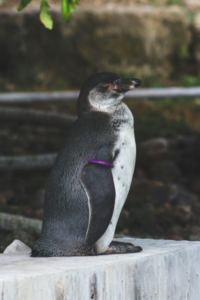 Photo of a penguin with a purple collar, sitting on a white concrete block in the zoo, side view, full body shot, in the style of unsplash photography. --ar 85:128