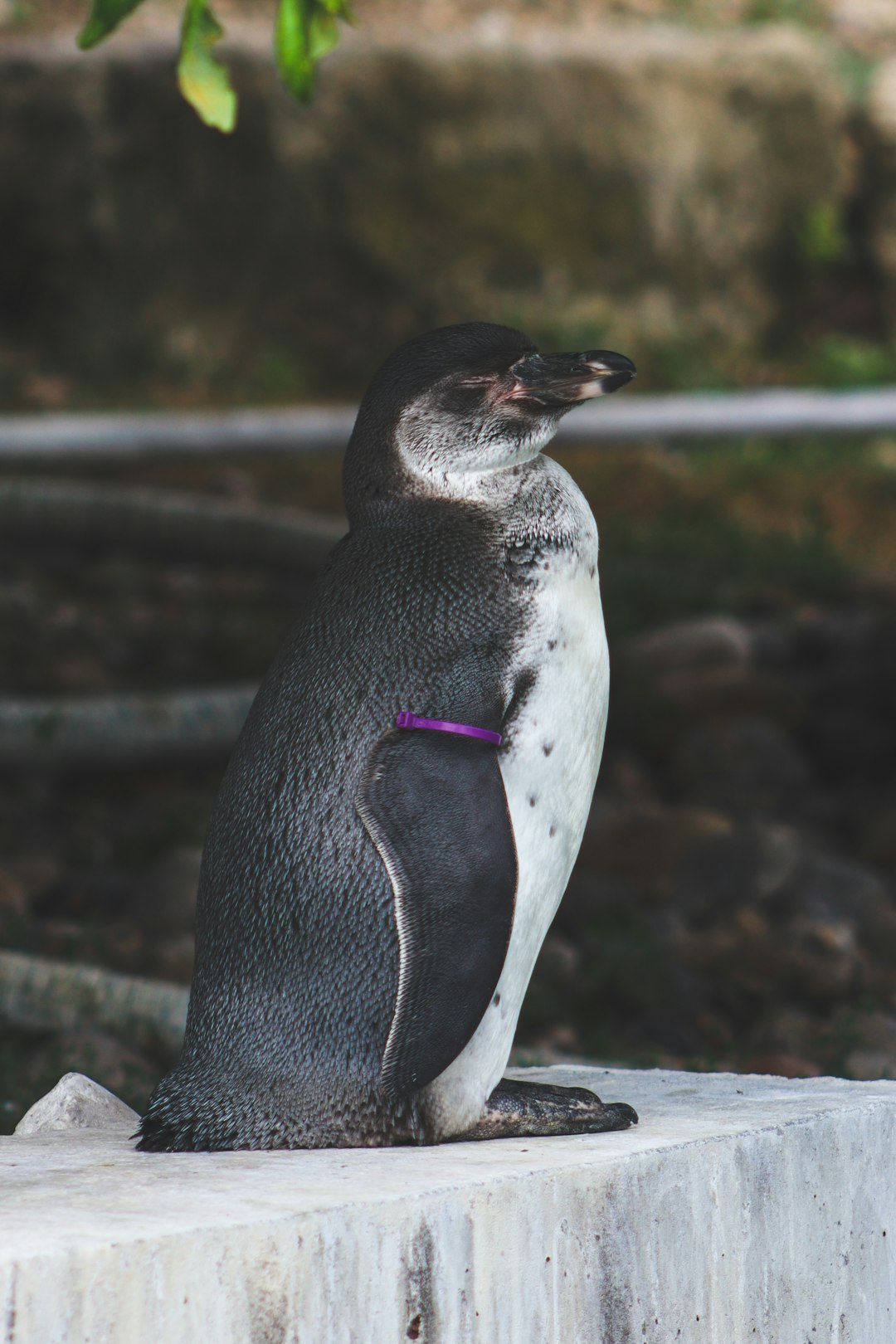 Photo of a penguin with a purple collar, sitting on a white concrete block in the zoo, side view, full body shot, in the style of unsplash photography. –ar 85:128