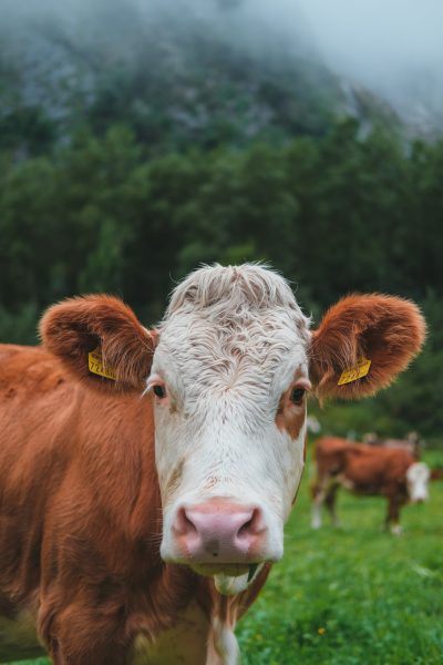 A cow with white and brown fur is looking at the camera, in front of green grassy mountains in foggy weather in Switzerland. Photography in the style of K wire. --ar 85:128