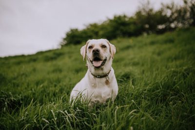 A white Labrador sits in the grass on top of an English hillside, happy and smiling at the camera. It is a high quality portrait photograph taken with professional photography skills in the style of canon eos r5. --ar 128:85