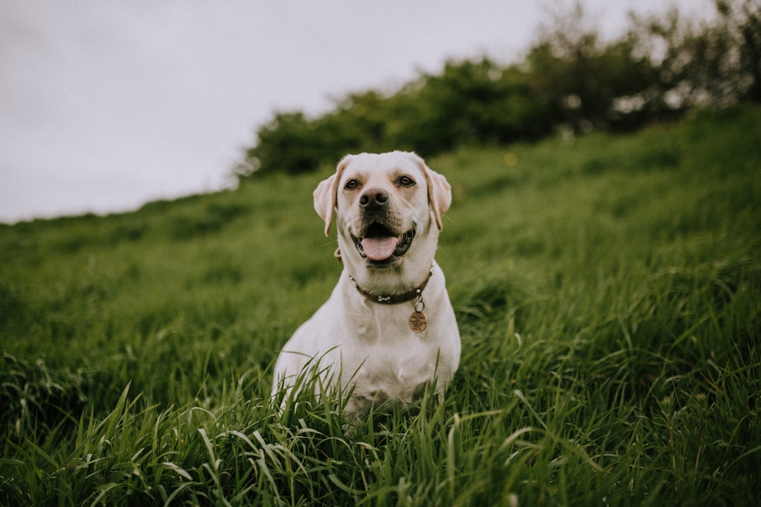 A white Labrador sits in the grass on top of an English hillside, happy and smiling at the camera. It is a high quality portrait photograph taken with professional photography skills in the style of canon eos r5. –ar 128:85