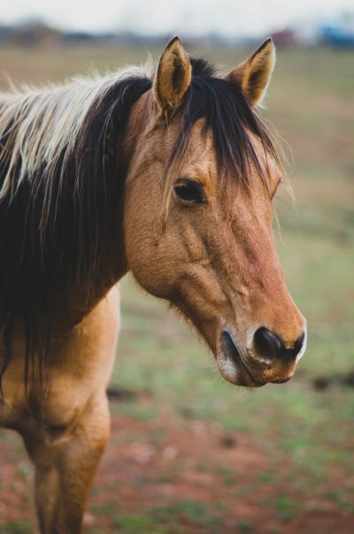 A brown horse with black mane and tail, standing in an open field, close up portrait, in the style of unsplash photography. --ar 21:32