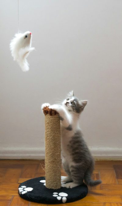 A small gray and white kitten is playing with its toy on the cat scratch post, while another flying mouse flies towards it in midair. The background of the photo shows an empty wall. --ar 75:128