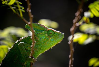 A close-up shot of a green chameleon in the rainforest, its skin shimmering under sunlight, focused on its face. Shot in the style of Nikon D850 with a 24-70mm f/3.6 lens at ISO 100 under soft light. --ar 64:43