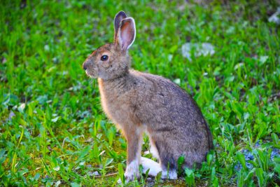 A snowshoe hare is sitting on the grass, photo realistic, high resolution photography --ar 128:85