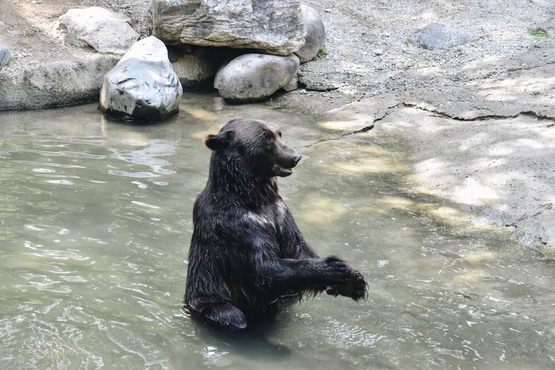 A black bear stands on its hind legs and splashes in the water of an artificial pond at summer animal park, surrounded by rocks and concrete floor –ar 128:85