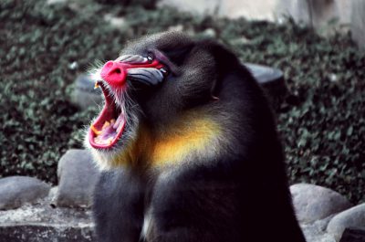 A mandrill with its mouth open, yawning, in the style of National Geographic photo, with a Kodak Ektachrome film aesthetic, in the wild. --ar 32:21