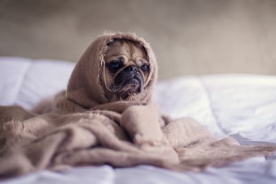 pug wrapped in a blanket, cozy bedroom, soft lighting, shallow depth of field, Canon EOS R5, natural style, in the style of Nikon D800 --ar 128:85