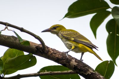 Photo of a bird perched on a branch, a golden oriole in a tree with leaves. Shot in the style of Nikon D850 with a 2470mm f/3 lens at a wide angle. --ar 128:85