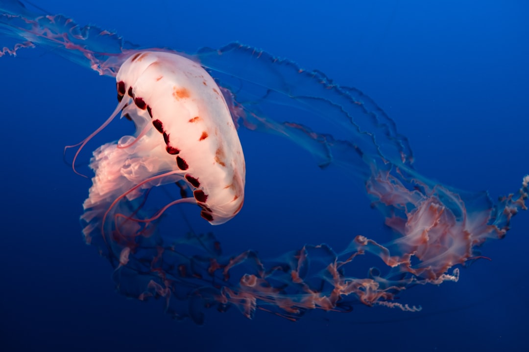 Jellyfish, swimming in the deep blue sea, with glowing white and pink tentacles, in the style of Canon camera, ISO800. –ar 128:85