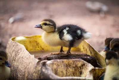 A duckling standing on top of an open banana, surrounded by other baby ducks. On the ground in front of them is some water from their bowl, in the style of unsplash photography. --ar 128:85