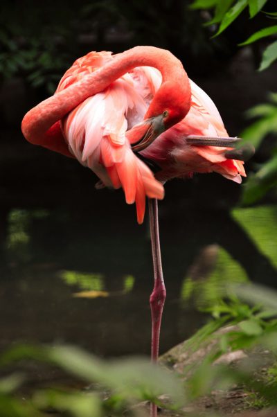 Photograph of an American Flamingo sleeping on its head, its beak is open and it has one leg up in the air. The background shows green leaves and water. Use natural light to highlight details such as textures and colors. --ar 85:128