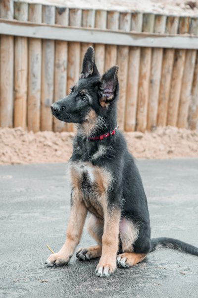 A black and tan German shepherd puppy with pointy ears sitting on the ground in front of an outdoor play area, side view, in the style of professional photography, in the style of professional color grading. --ar 85:128