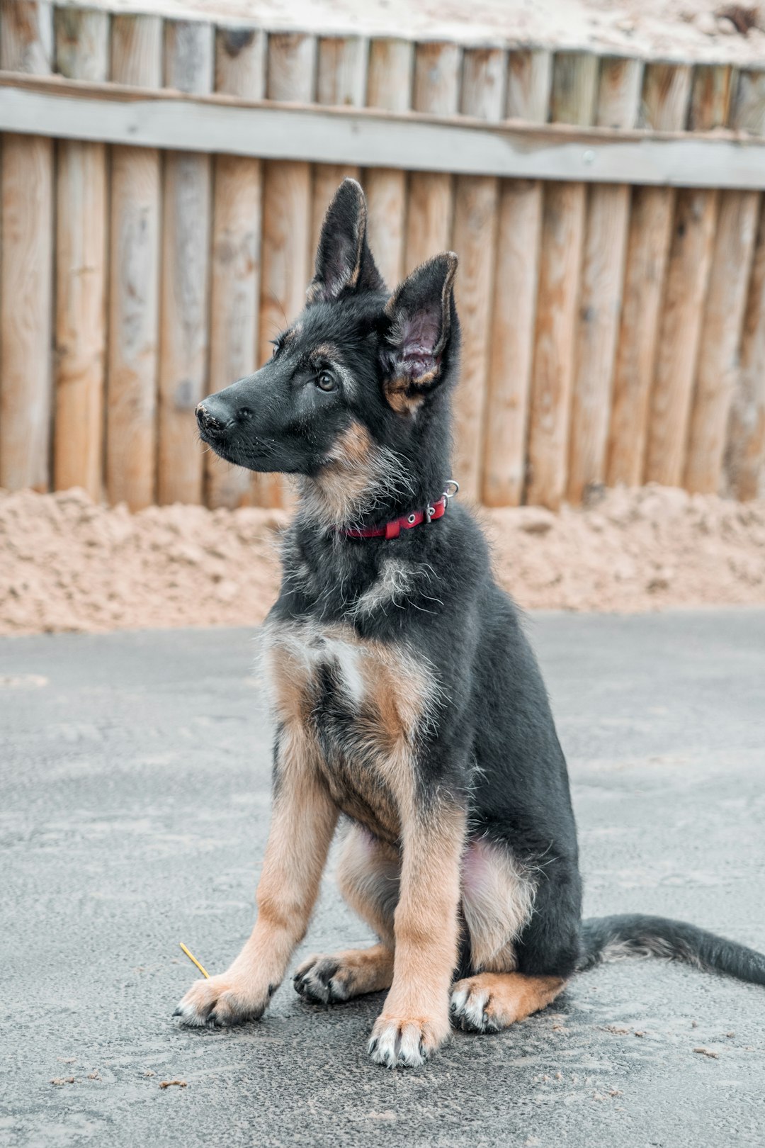 A black and tan German shepherd puppy with pointy ears sitting on the ground in front of an outdoor play area, side view, in the style of professional photography, in the style of professional color grading. –ar 85:128