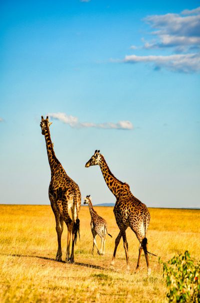 A family of giraffes walking through the African savanna, with a blue sky in the background. The photography has a style resembling that of National Geographic photos. --ar 21:32