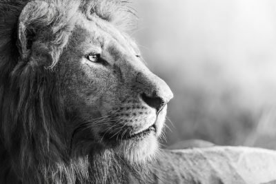 Black and white photography of a lion in the savannah, side view, close up, high resolution, with great detail, shot in the style of Sony Alpha A7 III. --ar 128:85