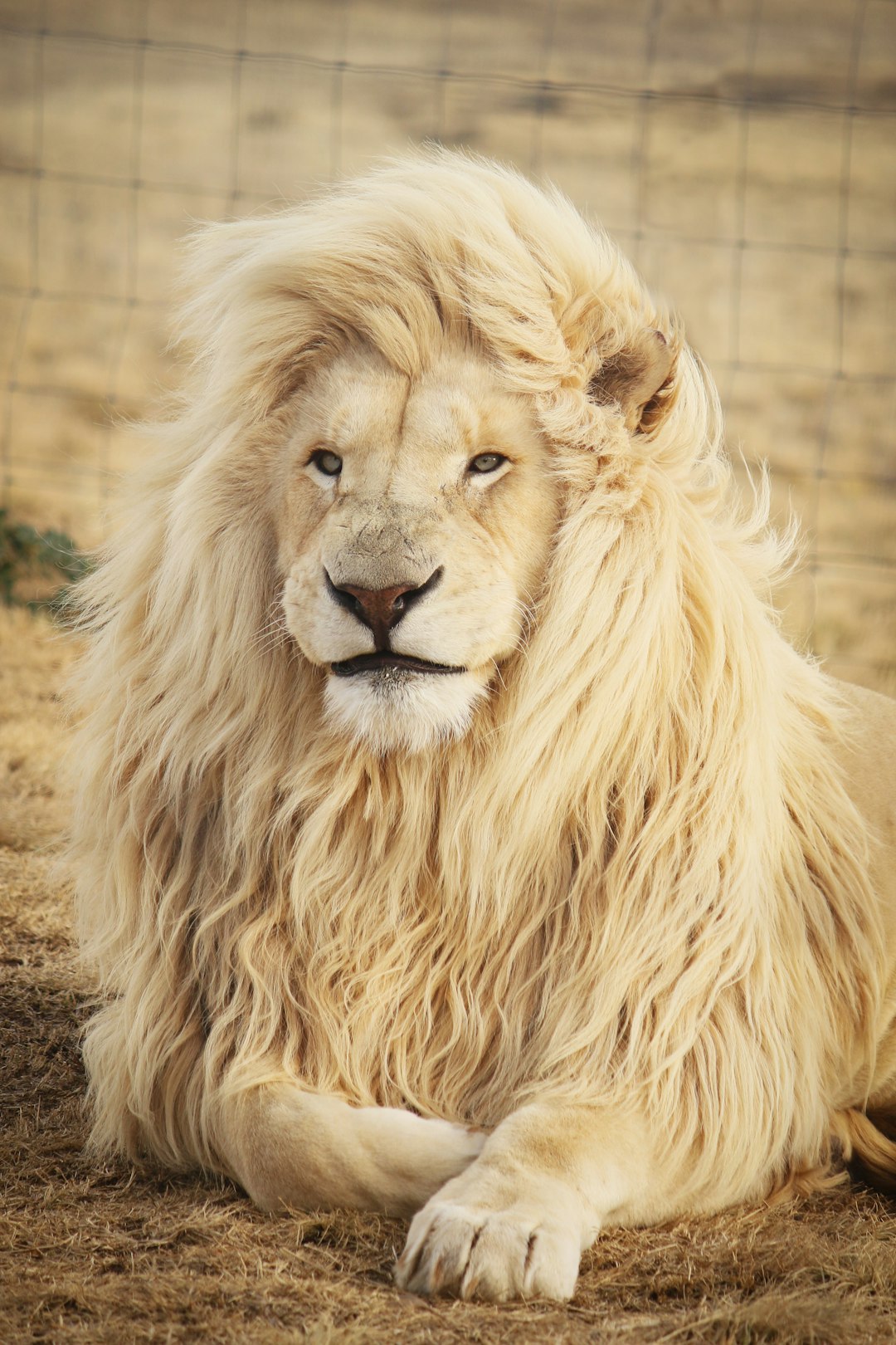 A majestic white lion with its mane flowing in the wind, resting on an open field of grass and earth inside his cage at Qalea Hir wholesale market in Bish. A crisp photo in the style of the lion. –ar 85:128
