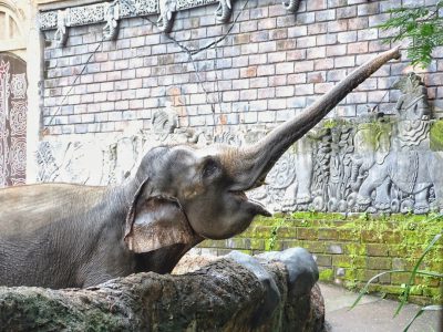 an elephant is playing with its trunk in front of an old brick wall at the zoo, the animal has long and gray skin, there's moss on it and some small green plants near by, a black bear lies under his tusk