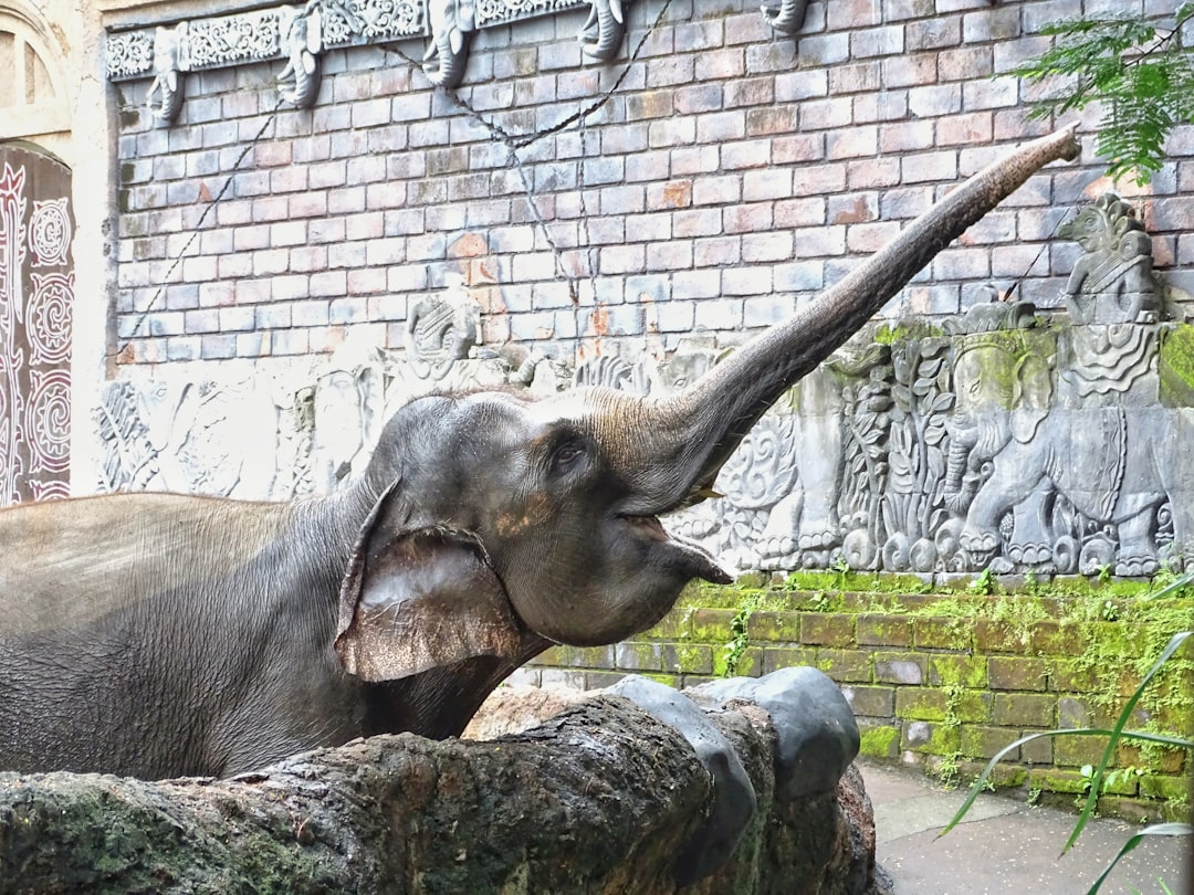 an elephant is playing with its trunk in front of an old brick wall at the zoo, the animal has long and gray skin, there’s moss on it and some small green plants near by, a black bear lies under his tusk