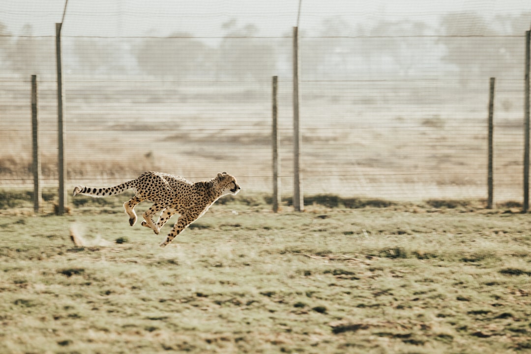 A cheetah running across a field inside an open air cage, with motion blur, shot with a Canon EOS R5 at F2, ISO400, and a shutter speed using a 36mm lens, focused on the subject. –ar 128:85