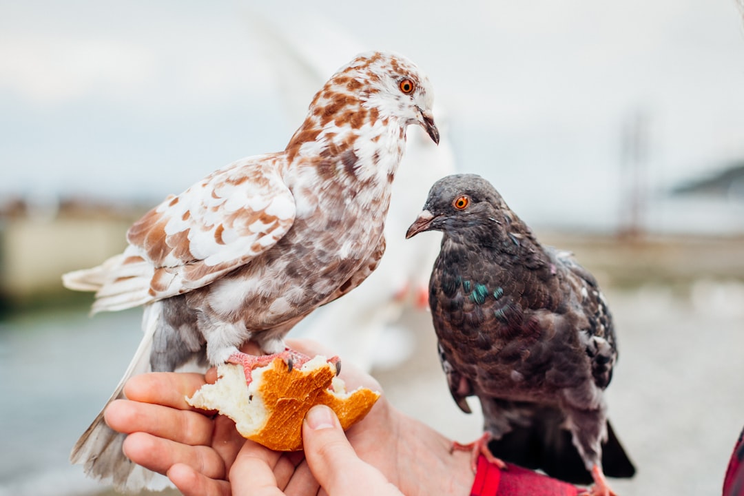 Two pigeons eat bread together, holding hands and eating from the same piece. The background depicts a seaside scene. Canon camera, aperture f/2, shutter speed 1/750 s, ISO 38464 –ar 128:85