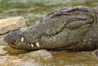 Closeup of an alligator's head, lying on the bank near water with rocks and grass in the background. A crocodile is resting in the style of its body. It has long teeth showing from its mouth and white coloration between them. The scales look rough textured. There could be some calm waters or river behind it. High resolution photography, professional photograph. --ar 128:85