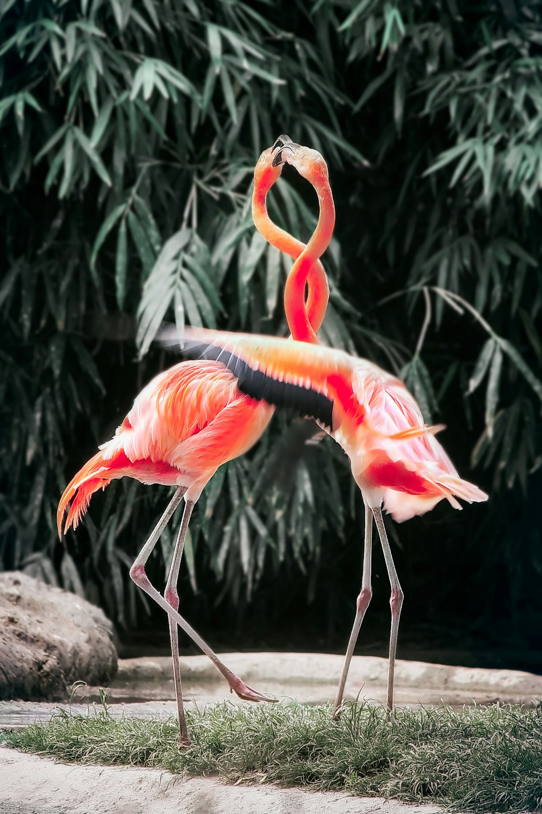 photo of two flamingos dancing in the zoo, in the style of unsplash photography –ar 85:128