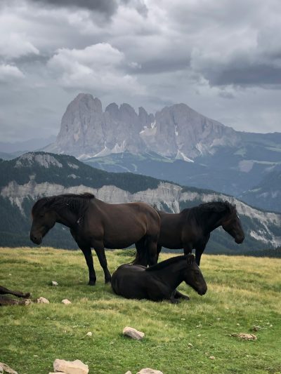 A photo of three black horses on the grassy slopes above Seisery in Italy, with mountains and cloudy skies behind them. The horse is standing up facing the camera while two others lie down sleeping, with distant peaks visible in the background. --ar 3:4