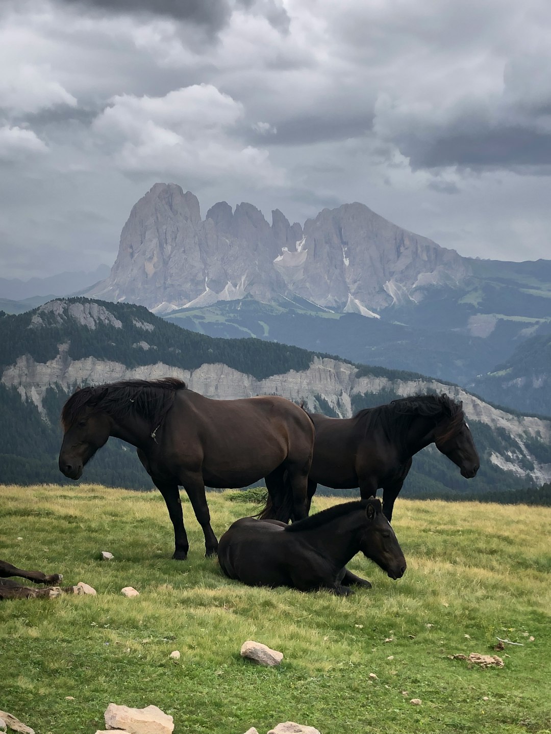 A photo of three black horses on the grassy slopes above Seisery in Italy, with mountains and cloudy skies behind them. The horse is standing up facing the camera while two others lie down sleeping, with distant peaks visible in the background. –ar 3:4