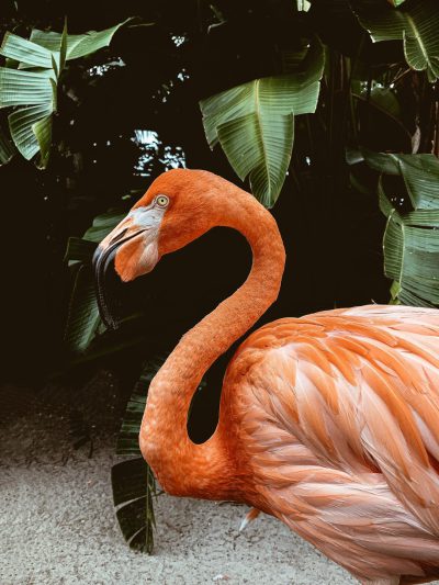 photo of an orange flamingo at the zoo, tropical leaves in the background, in the style of unsplash photography --ar 3:4