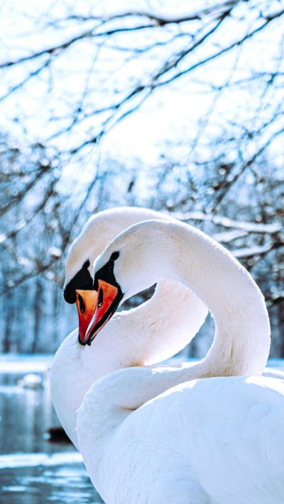 White swan, closeup shot of its head and neck, with a beautiful lake background featuring snowcovered trees in winter, in the style of high definition photography. It has an elegant posture with bright colors and exquisite details visible in high resolution. The delicate texture on its feathers is highlighted by natural light and soft tones, creating a sense of tranquility. --ar 9:16