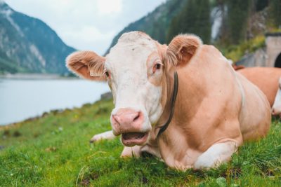 A cow laying in the grass near a lake in Switzerland, a close up shot of a cute and happy brown and white colored old cow with a big pink nose laying down looking at the camera, a green nature landscape with mountains and a waterfall in the background, a high quality photo realistic photography in the style of cinematic. --ar 128:85