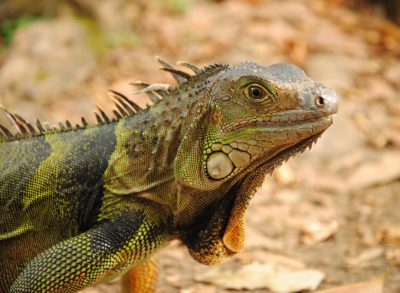 green iguana, sharp teeth, tropical rainforest in central america, national geographic photo --ar 128:93