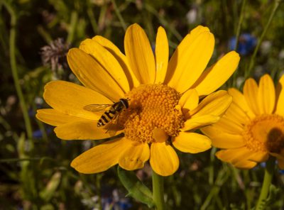 A closeup of two yellow daisies, with one bee on the center flower and other flowers in the background. The photo was taken outdoors during daylight hours, using natural sunlight to highlight details like textures and colors. --ar 64:47