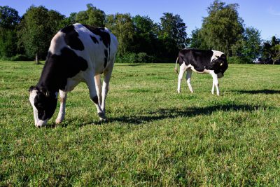 Two cows grazing in a grassy field, with a black and white color scheme. The photo uses a wide-angle lens, with bright sunshine and green trees in the background, captured in a high-definition photography style. One cow stands on its hind legs, facing away while peacefully eating; another calf walks towards it with an expression of curiosity or playfulness. --ar 128:85