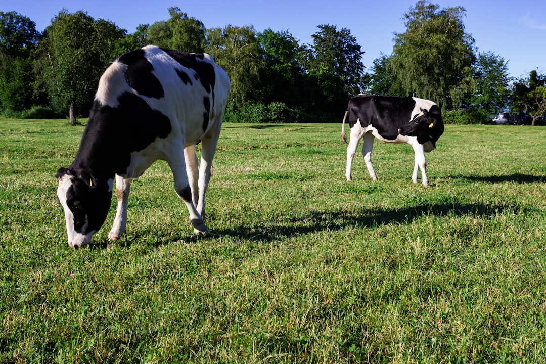 Two cows grazing in a grassy field, with a black and white color scheme. The photo uses a wide-angle lens, with bright sunshine and green trees in the background, captured in a high-definition photography style. One cow stands on its hind legs, facing away while peacefully eating; another calf walks towards it with an expression of curiosity or playfulness. –ar 128:85