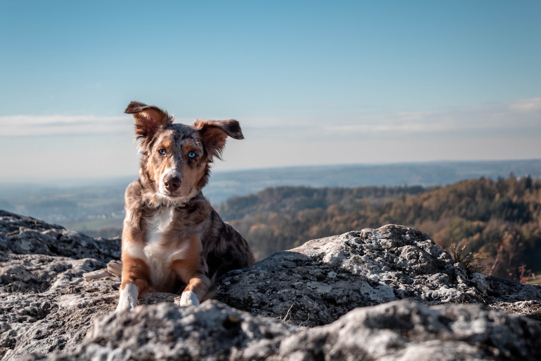 portrait of an Australian Shepherd dog on top of the rock, overlooking a landscape view in Germany, with a blue sky. The photo was taken with a Canon EOS R5, 80mm lens with an f/2.4 aperture open and an ISO of 360, at a shutter speed of one thousandth of a second. The photo was taken during late afternoon, with natural light casting soft shadows over the subject. The style of the portrait is in the style of natural light photography. –ar 128:85