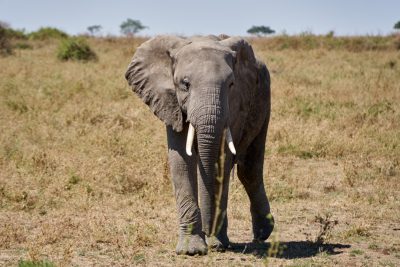 a photo of an elephant standing in the savannah, full body shot, wide angle