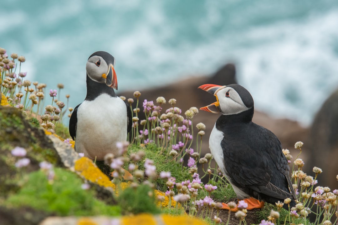 Two puffins on the cliffside, colorful flowers and sea backdrop, a photograph of two puffin birds with vibrant feathers sitting together on top of a grassy hill near an ocean in an Irish landscape, detailed bird photography, closeup, national geographic photo, detailed environment, blue sky, pink wildflowers, natural light, shot in the style of Hasselblad X2D camera. –ar 128:85