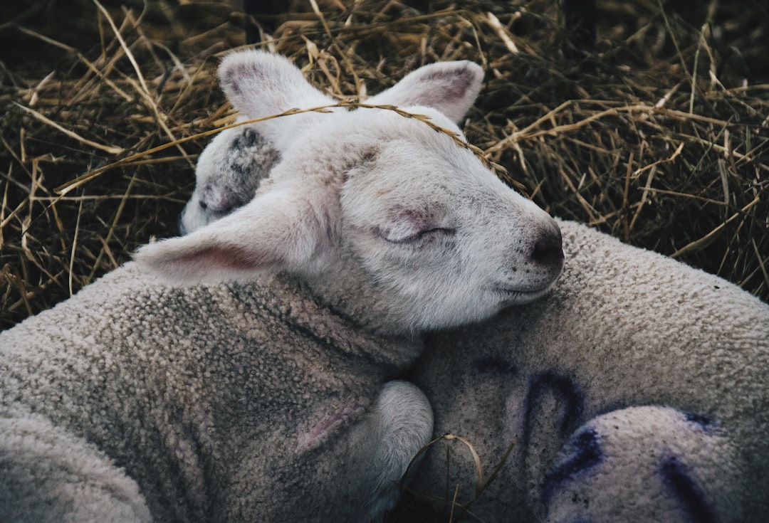 A photograph shows a lamb sleeping on top and wrapped around the neck of another sheep in a close up shot. The style is reminiscent of unsplash photography. –ar 128:87