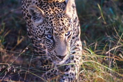 A closeup shot of an African leopard, captured in the midst of its hunt on grasslands near Octaafshy rest camp, in the style of super resolution photography, from a high angle view, in the style of national geographic photo. --ar 128:85