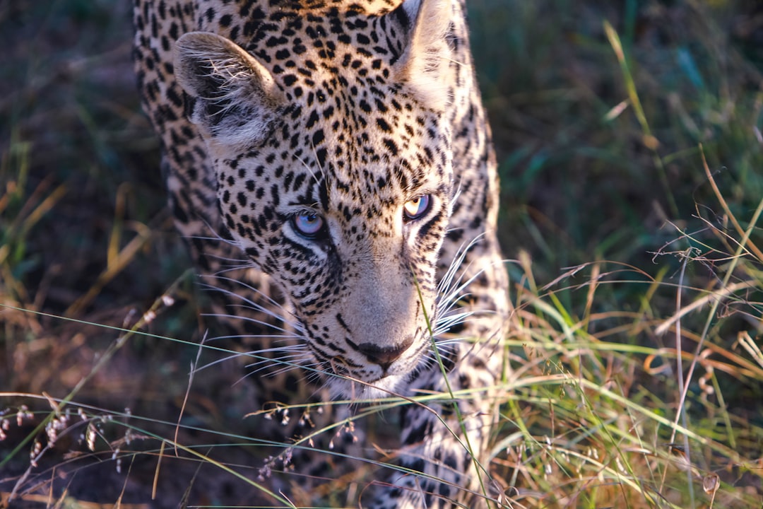 A closeup shot of an African leopard, captured in the midst of its hunt on grasslands near Octaafshy rest camp, in the style of super resolution photography, from a high angle view, in the style of national geographic photo. –ar 128:85