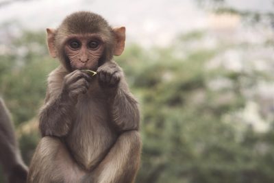 cute little monkey eating, in the background blurred landscape of himalayas, national geographic photo, adorable baby animal portraits, adorable animal photography, cute, adorable face, full body portrait, fujifilm eterna vivid 50d , --ar 128:85