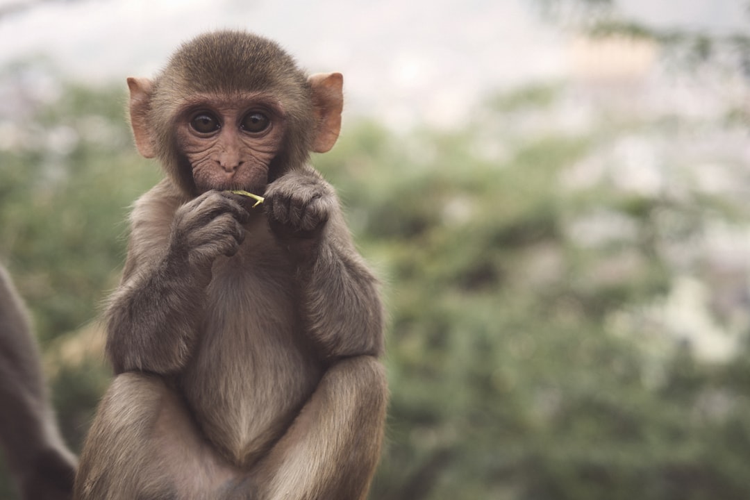 cute little monkey eating, in the background blurred landscape of himalayas, national geographic photo, adorable baby animal portraits, adorable animal photography, cute, adorable face, full body portrait, fujifilm eterna vivid 50d , –ar 128:85