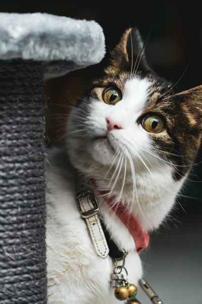 Closeup of an adorable white and brown cat with green eyes, wearing a red collar around its neck hanging from a grey cat tree. The cat is looking up at the camera while standing on its hind legs, surrounded by soft fur textures. There is a bell tied to it that is in the style of perennial style. The background features a dark gray color, adding depth to the scene. --ar 85:128