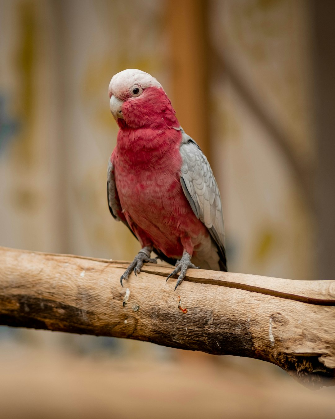 A galah parrot perched on the branch of an indoor tree, its pink and grey plumage contrasting with the natural wood texture. The background is softly blurred to focus attention on the bird’s detailed feathers and textures. The photo was taken with a Sony A7R IV camera and f/2 lens for sharpness, in the style of natural photography. –ar 51:64